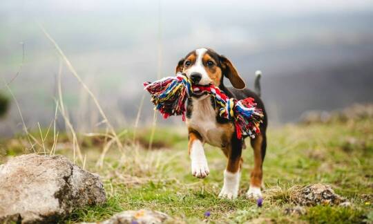 Czy szarpaki z owcy są odpowiednie dla wszystkich ras psów?