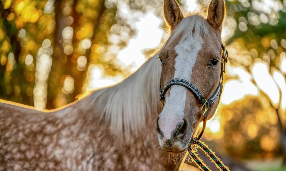 Jak derka masująca wspiera zdrowie i komfort koni?