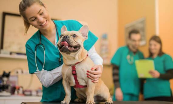 Dlaczego warto korzystać z usług naszej przychodni weterynaryjnej?