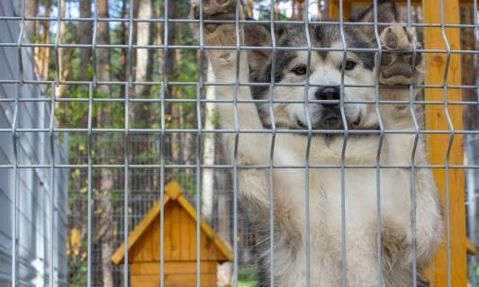 Jak dostosować ocieplaną budę do potrzeb starszych kotów?