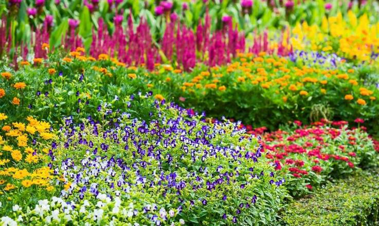 Jakie rośliny szczepione na pniu mogą wzbogacić Twój ogród?