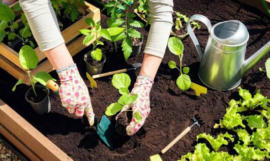 Jak nawożenie wpływa na kondycję i wygląd ogrodu?