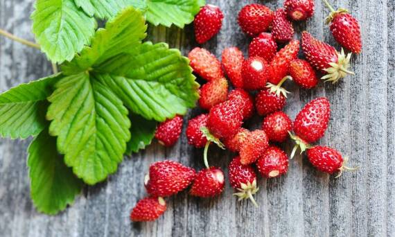 Pestki z malin jako źródło antyoksydantów: wpływ na odporność organizmu