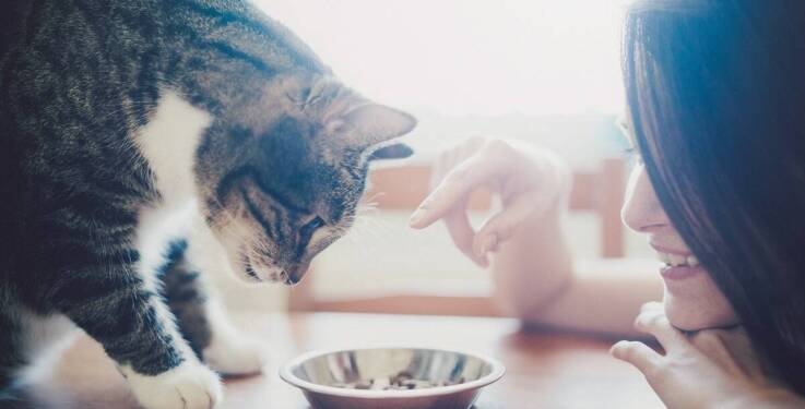 Karmy mokre a zdrowie skóry i sierści u kotów