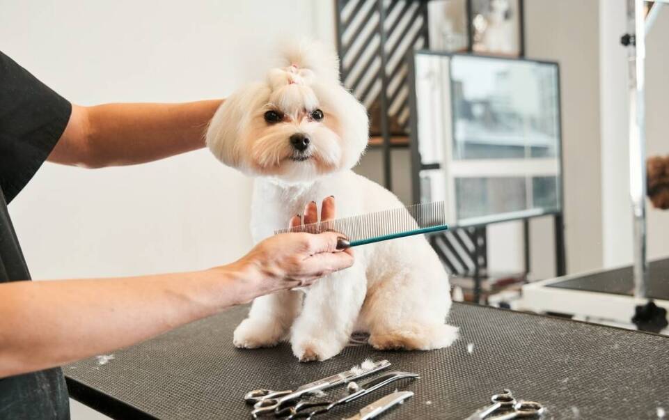 Techniki trymowania dla ras szorstkowłosych – oferta kursów w Bielsku