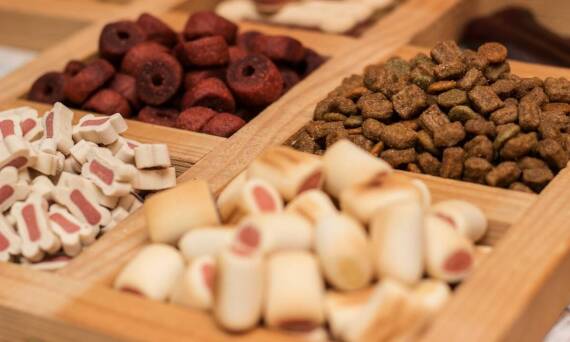 Rola białka w karmach mokrych dla psów: co warto wiedzieć?