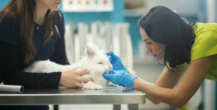 Endoskopia w weterynarii – Vet-Import s.c. Lecznica dla zwierząt