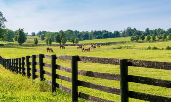 Rola zaawansowanej infrastruktury w szkoleniu i sprzedaży koni sportowych