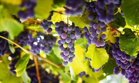 Jakie są najnowsze trendy w uprawie jeżyn?