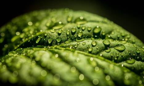 Ochrona przed chorobami grzybowymi dzięki fungicydom systemowym: przegląd rozwiązań dla rolników