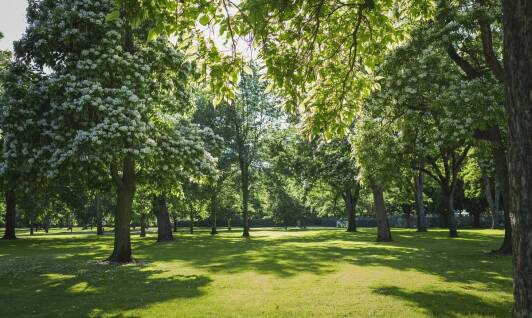 Jak pielęgnować drzewa, aby poprawić estetykę swojego otoczenia?