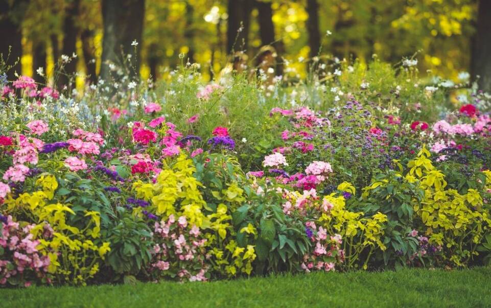 Wpływ odpowiednich nawozów na rozwój roślin ogrodowych