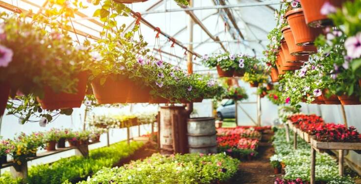 Bogactwo oferty szkółki roślin – odkryj różnorodność sadzonek
