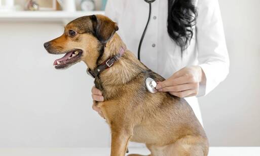 Jak przebiega leczenie chorób układu pokarmowego u pupili?