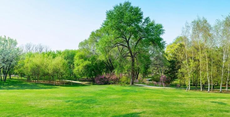 Ozdobne drzewa liściaste jako kluczowy element dekoracyjny w ogrodzie