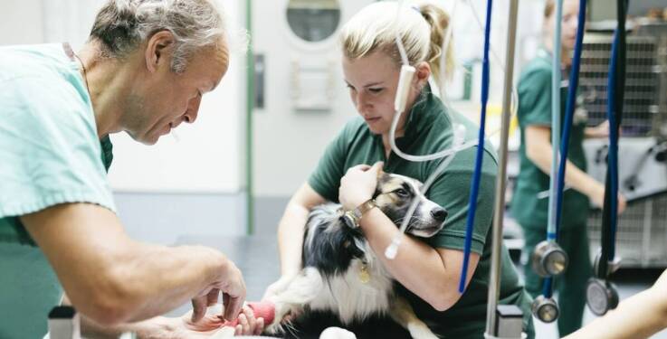 Co obejmuje pełna opieka weterynaryjna po zabiegu sterylizacji?