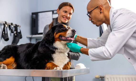 Jakie są koszty związane z wykonywaniem szczepień ochronnych u zwierząt?