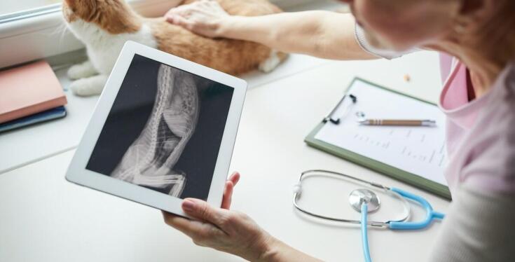 Jak nowoczesna diagnostyka wpływa na skuteczność leczenia onkologicznego u zwierząt?