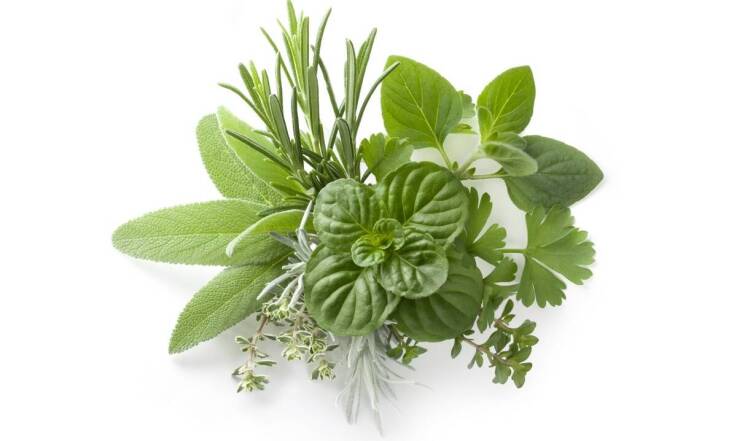 Zioła w ogrodzie – dlaczego warto je uprawiać?