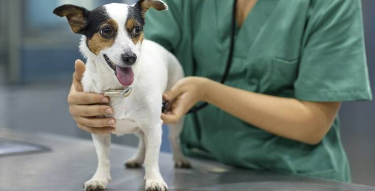 Znaczenie szybkiej interwencji pogotowia dla zwierząt przy zatruciach