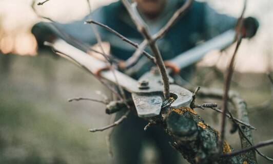 Frezowanie korzeni i jego rola w ochronie drzew przed chorobami