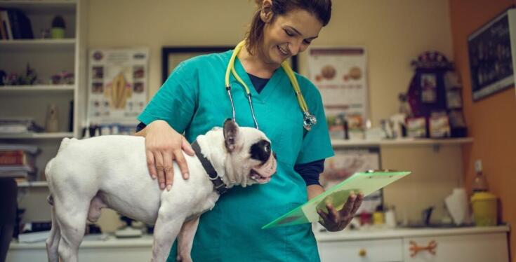 W jaki sposób weterynarz prowadzi leczenie ambulatoryjne i szpitalne dla pupili?
