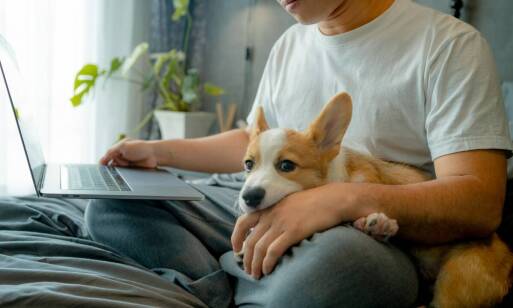 Jak nasz salon wpływa na zdrowie i samopoczucie Twojego psa?