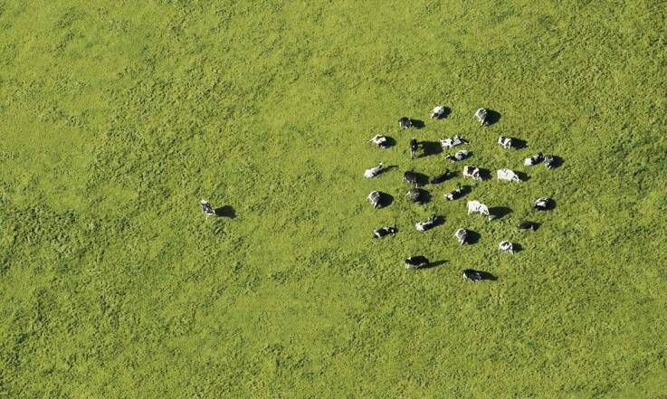 Jak współpraca z profesjonalnym skupem minimalizuje straty finansowe hodowców?