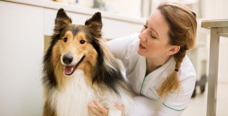 Dlaczego pies łysieje? Przyczyny i diagnostyka u weterynarza