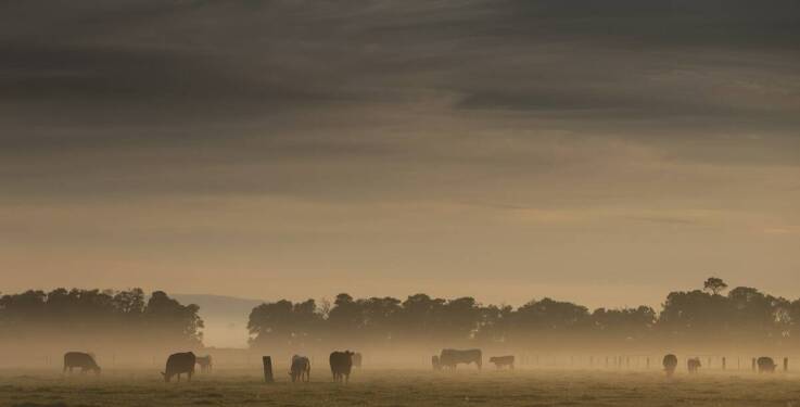 Skup cieląt: Jak dostosowujemy ofertę do potrzeb hodowców?