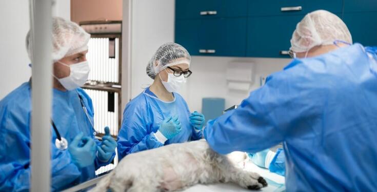 Jakie usługi diagnostyczne oferuje lecznica weterynaryjna dla kotów?