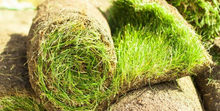 Wpływ jakości mieszanki nasion na trwałość trawnika rolowanego