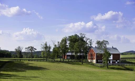 Młode bydło odsadkowe a jakość mięsa: co warto wiedzieć?