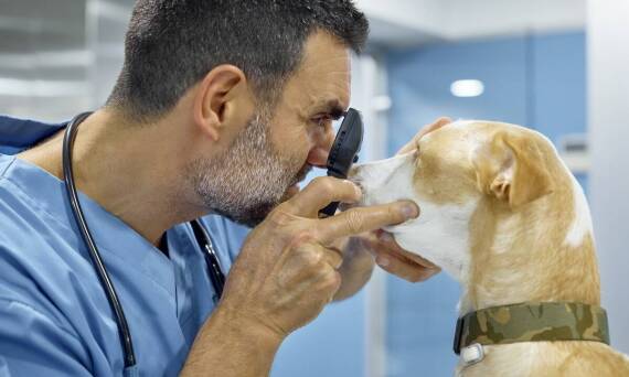 Kiedy niezbędna jest pilna wizyta u weterynarza z psem? Niebezpieczne objawy