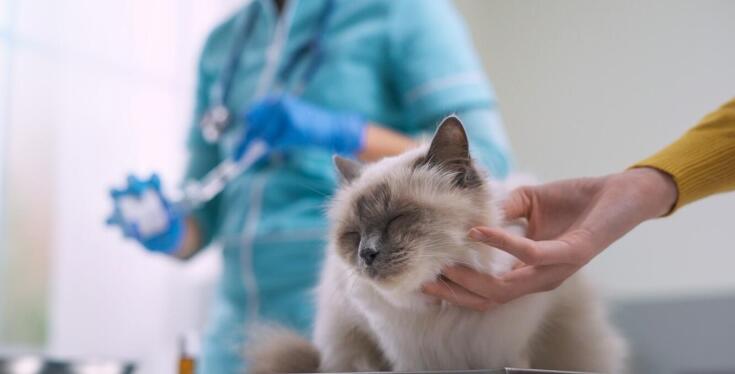 Jakie są najczęstsze wskazania do stosowania diet weterynaryjnych u kotów?