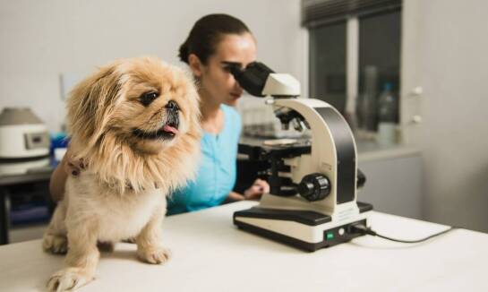 Dlaczego warto dbać o zdrowie jamy ustnej pupili z pomocą specjalistów?