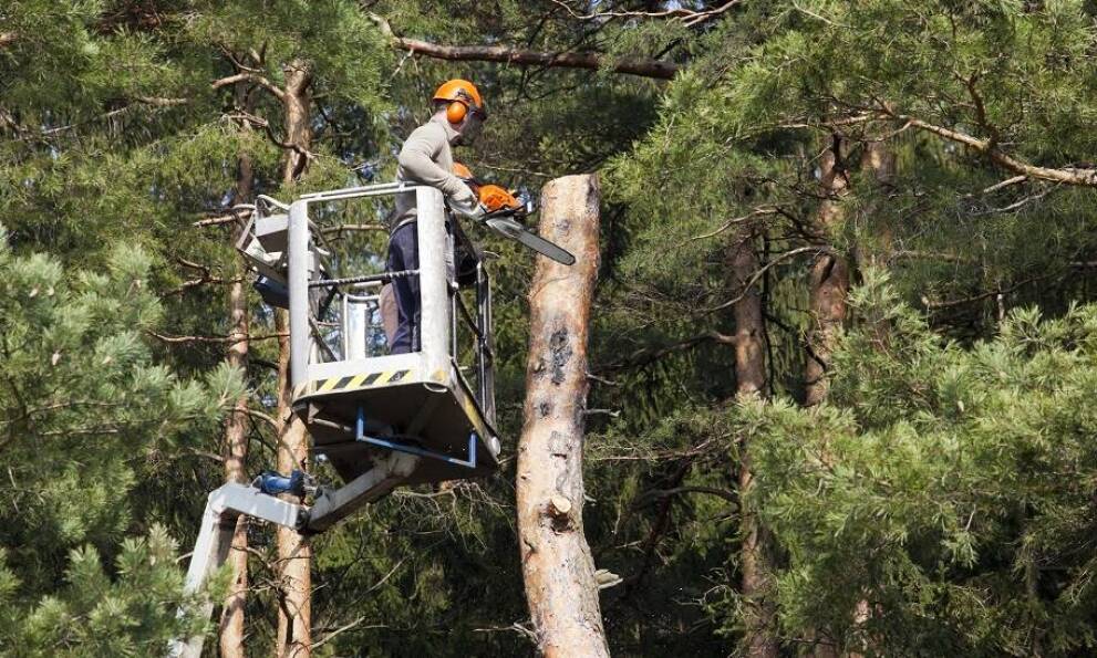 Wycinka drzew na wysokości a wynajem dźwigu – o czym warto pamiętać?