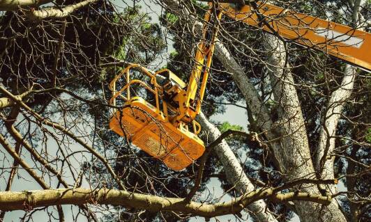 Kluczowe czynniki przy wyborze podnośnika koszowego do wycinki drzew