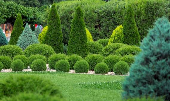 Najlepsze drzewka do ogrodu na każdą porę roku