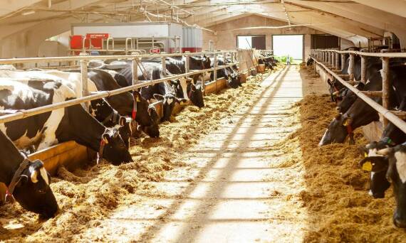 Porównanie różnych typów stanowisk dla krów - na co zwrócić uwagę?