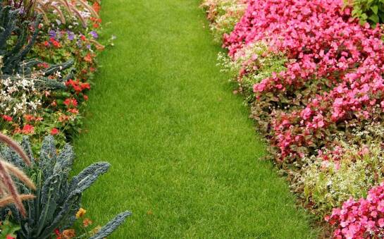 Rola profesjonalnej pielęgnacji w utrzymaniu trawnika z rolki w dobrym stanie