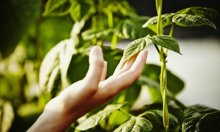 Lipa drobnolistna sadzonki – jak wybrać najlepsze dla swojego ogrodu?