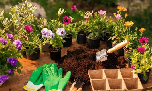 Zalety stosowania ekologicznych materiałów w produkcji rozsady