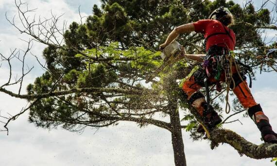 Profesjonalne usuwanie drzew i uszkodzeń burzowych w kontekście aranżacji ogrodów