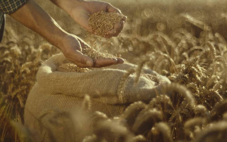 Perspektywy rozwoju rynku skupu pszenicy ekologicznej