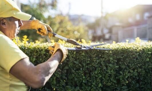 Jakie usługi dodatkowe oferują specjaliści po wycince drzew?