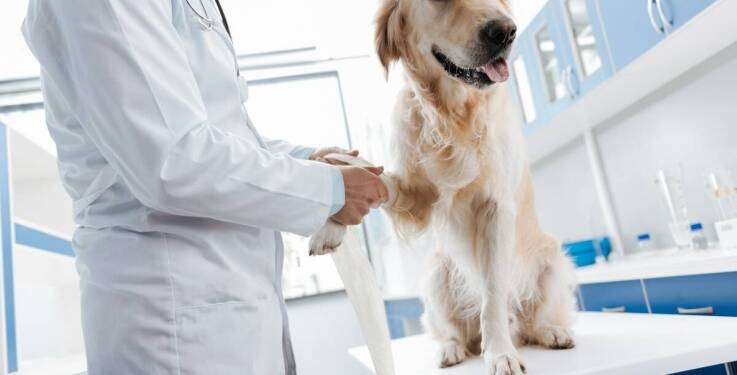 Rola opieki weterynaryjnej podczas zabiegów chirurgicznych w gabinecie na Targówku