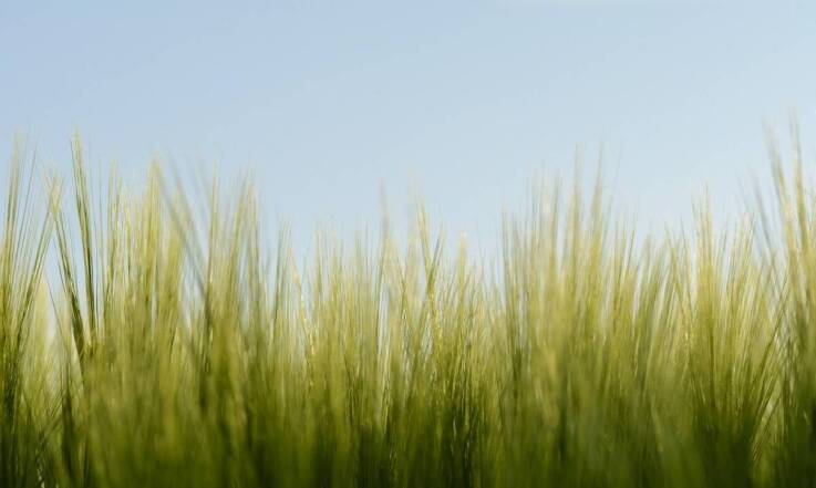 Mieszanka zbożowa jara a zrównoważone rolnictwo – kluczowe korzyści