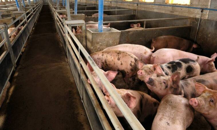 Przegląd rynku wag dla trzody – trendy i innowacje