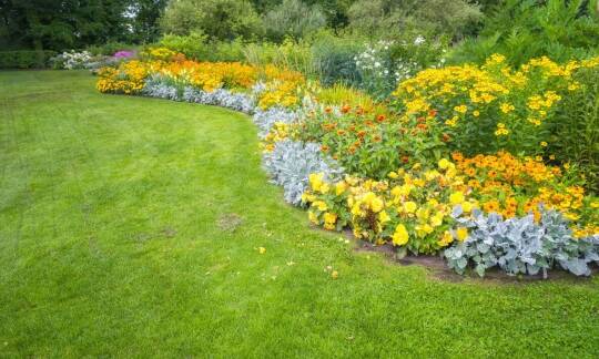 Wybór nasion kwiatów łąkowych do projektów rewitalizacyjnych